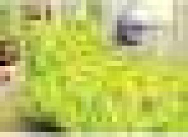 Детское постельное бельё BABY "Слоники", цвет зеленый 112х147 см, 110х150 см, 60х60 см, бязь 142 гр/м
