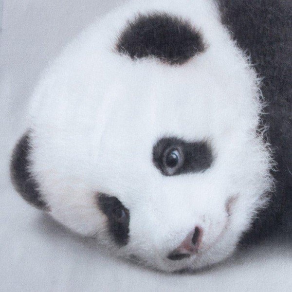 Постельное бельё «Этель» Funny panda, 1.5 сп., 143х215 см., 150х214 см., 50х70 см. - 1 шт., 100% хл., бязь